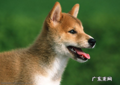 小狗嘴角溃烂发臭破溃