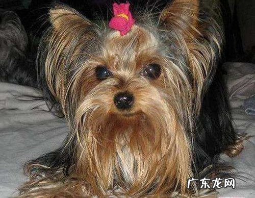 约克夏食欲不大好是因为没除虫吗