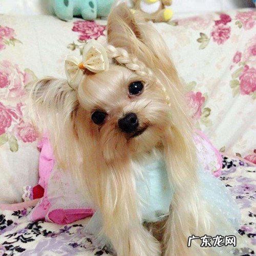 约克夏食欲不大好是因为没除虫吗