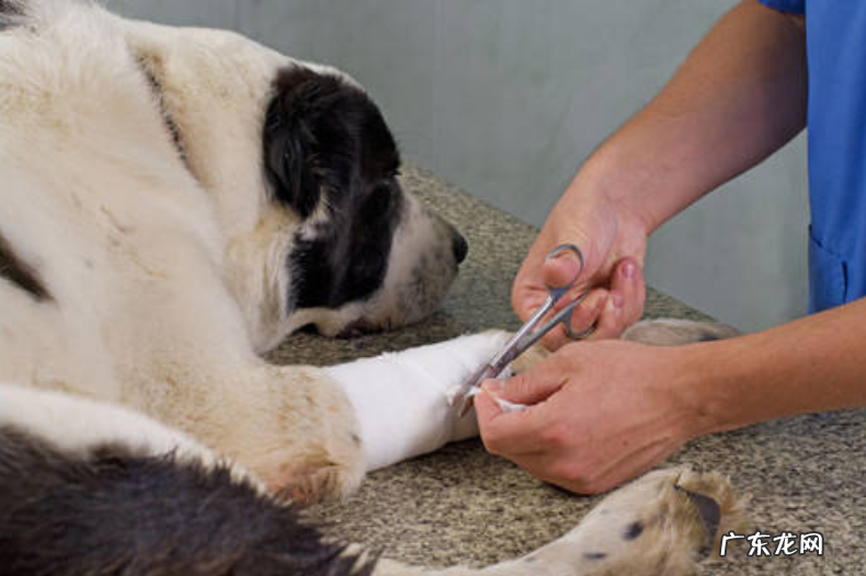 创口出血停不下来应该怎么办