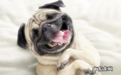 小狗舌炎的治疗方法