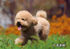 小泰迪创口要涂什药