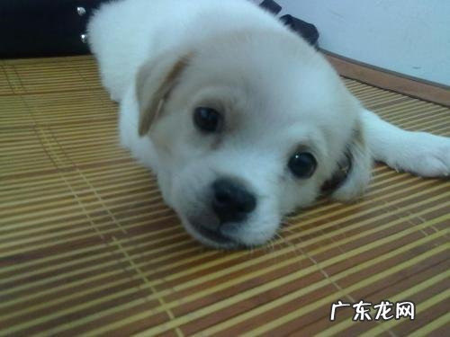 小狗狗三个月腿弯，三个月小狗狗腿弯怎么办