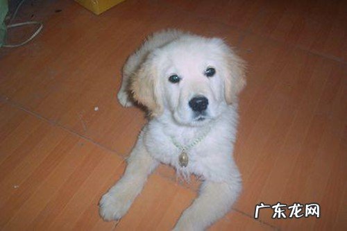 小狗狗三个月腿弯，三个月小狗狗腿弯怎么办