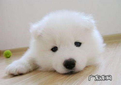 小狗狗三个月腿弯，三个月小狗狗腿弯怎么办