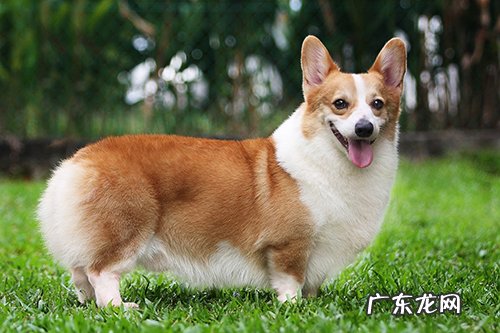 尽量掌握的小狗喂养小技巧