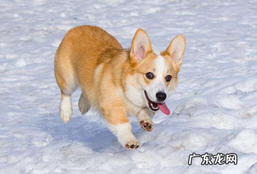 尽量掌握的小狗喂养小技巧