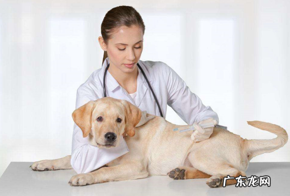 阿拉斯加狗不进餐是什么原因