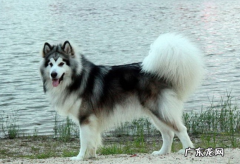 阿拉斯加狗不进餐是什么原因