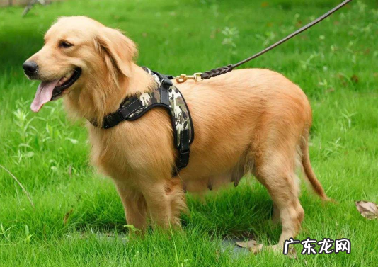 一岁金毛狗狗缺钙的表现