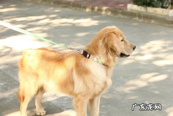 一岁金毛狗狗缺钙的表现