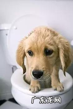 小狗狗为什么会得微小？得细小的症状是什么？