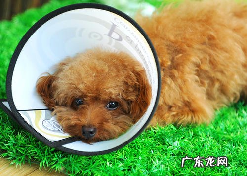 小狗创口一直冒浓液