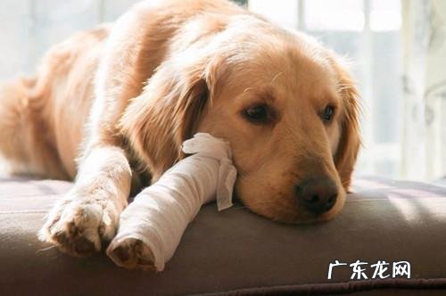 小狗创口一直冒浓液