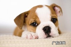 小狗创口一直冒浓液