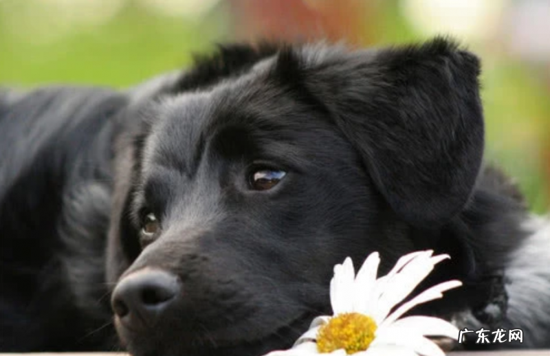 小狗有点感冒可以打微小针吗