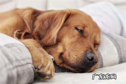 小狗风湿病会很疼吗