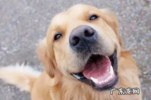 金毛狗狗最近一开始不喜欢就餐了