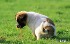 狗会被本身的屎憋死吗