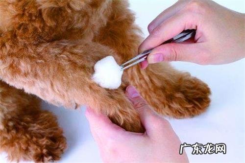 小狗创口一般多久能好