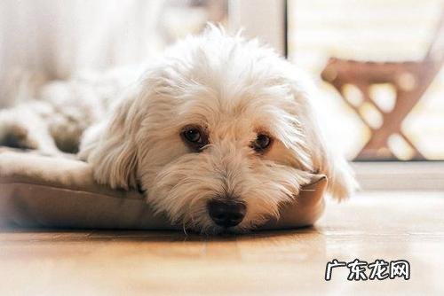 小狗创口一般多久能好