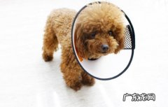 小狗创口一般多久能好