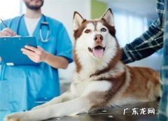 小狗钙的缺少脚软要注入吗