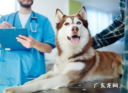 小狗钙的缺少脚软要注入吗