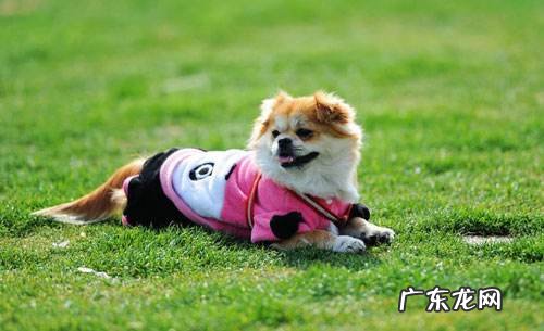 小狗钙的缺少脚软要注入吗