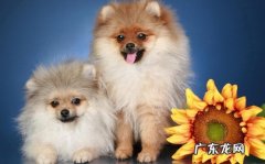 5个月博美很容易有眼泪，博美小只眼泪为什么一直流