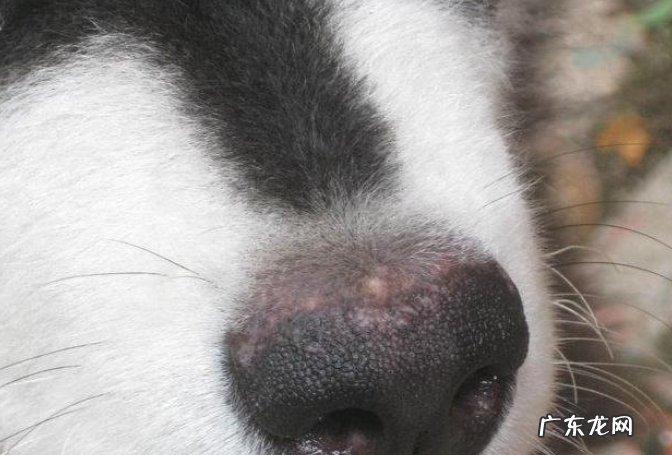 为什么“花鼻部”的小狗那么多?这好多个层面或许是原因