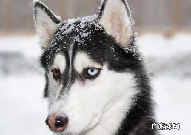 为什么“花鼻部”的小狗那么多?这好多个层面或许是原因