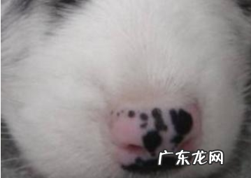 为什么“花鼻部”的小狗那么多?这好多个层面或许是原因