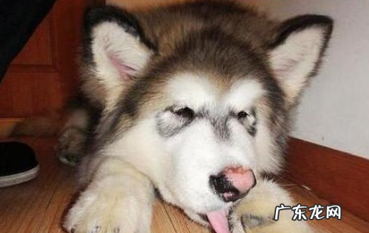 为什么“花鼻部”的小狗那么多?这好多个层面或许是原因