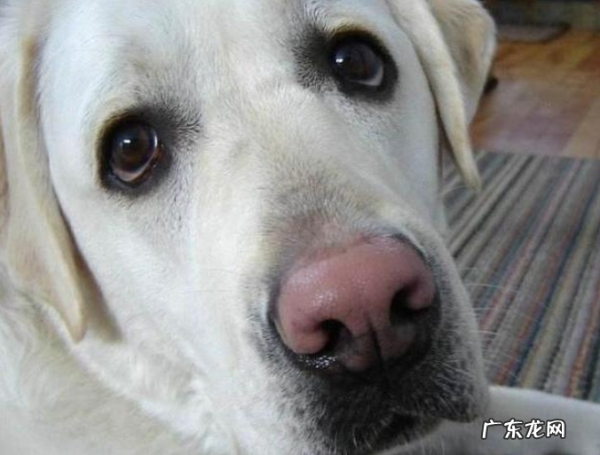 为什么“花鼻部”的小狗那么多?这好多个层面或许是原因