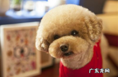 小泰迪眼睛有脓状眼睛眼屎多