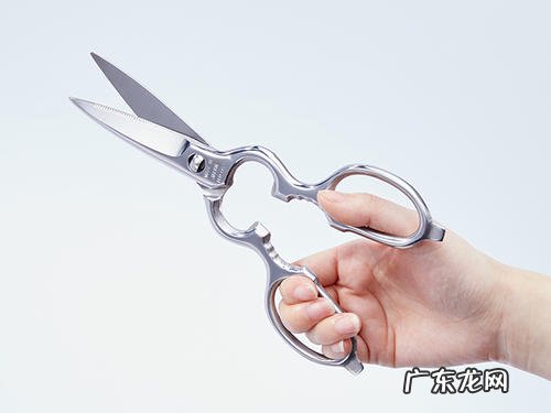 小泰迪眼睛有脓状眼睛眼屎多