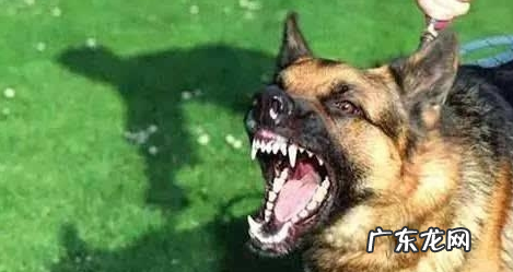 小狗出现这5种情况,可能是“狂犬病毒”的征兆,主人要当心