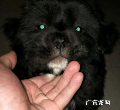 小狗出现这5种情况,可能是“狂犬病毒”的征兆,主人要当心