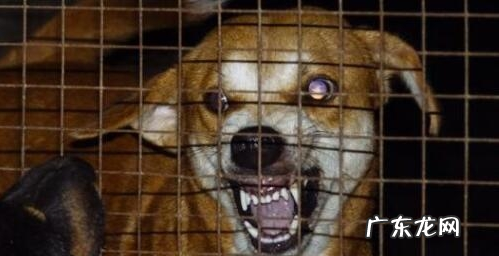 小狗出现这5种情况,可能是“狂犬病毒”的征兆,主人要当心