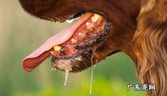 小狗出现这5种情况,可能是“狂犬病毒”的征兆,主人要当心