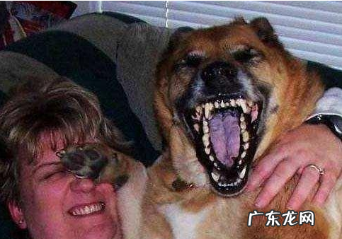 小狗出现这5种情况,可能是“狂犬病毒”的征兆,主人要当心