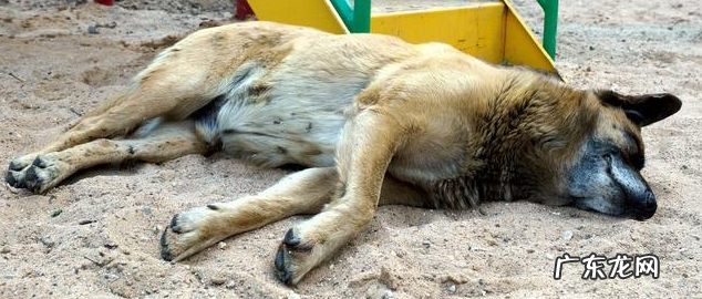 小狗出现这5种情况,可能是“狂犬病毒”的征兆,主人要当心