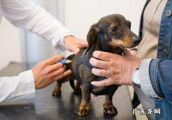 小狗牙龈肿痛可以冼澡吗