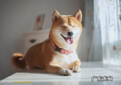 小狗牙龈肿痛可以冼澡吗