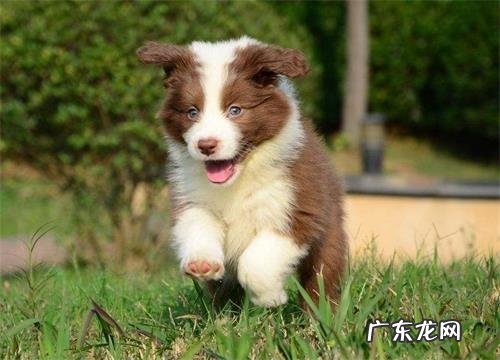 幼狗钙的缺少腿瘸了应该怎么办