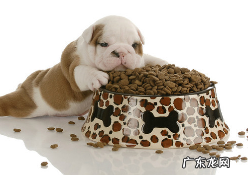 小狗后面瘸吃啥中药材