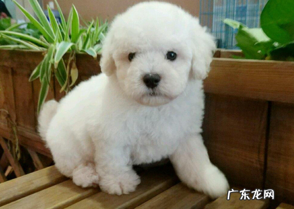 小狗后面瘸吃啥中药材