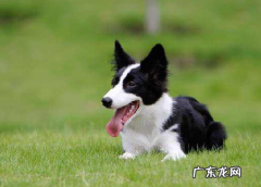 小狗嘴巴流粘液不用餐