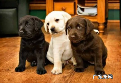 小狗钙的缺失做什么检查